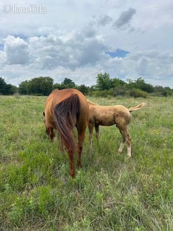 "SS Merada Smooth" Sorrel Mare Quarter Horse Oklahoma