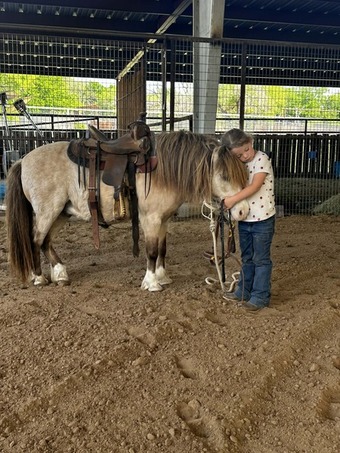 "Frizz" Buckskin Gelding Pony