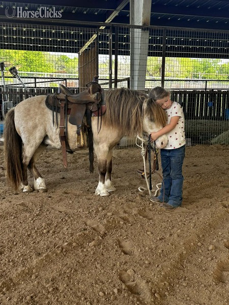 "Frizz" Buckskin Gelding Pony in Texas