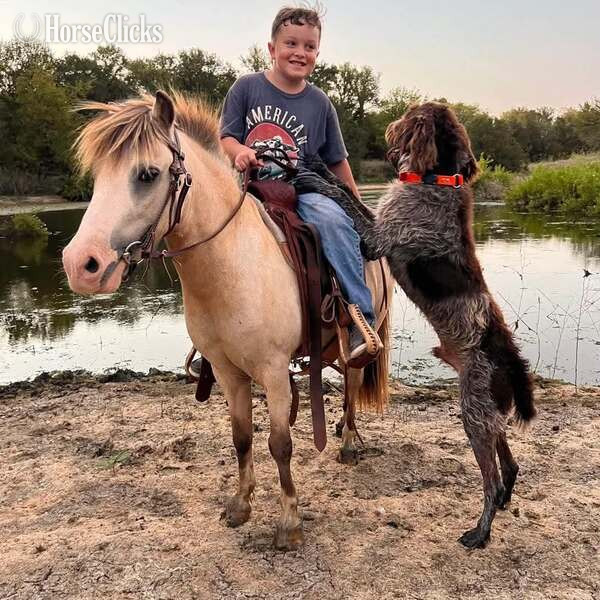 "Frizz" Buckskin Gelding Pony