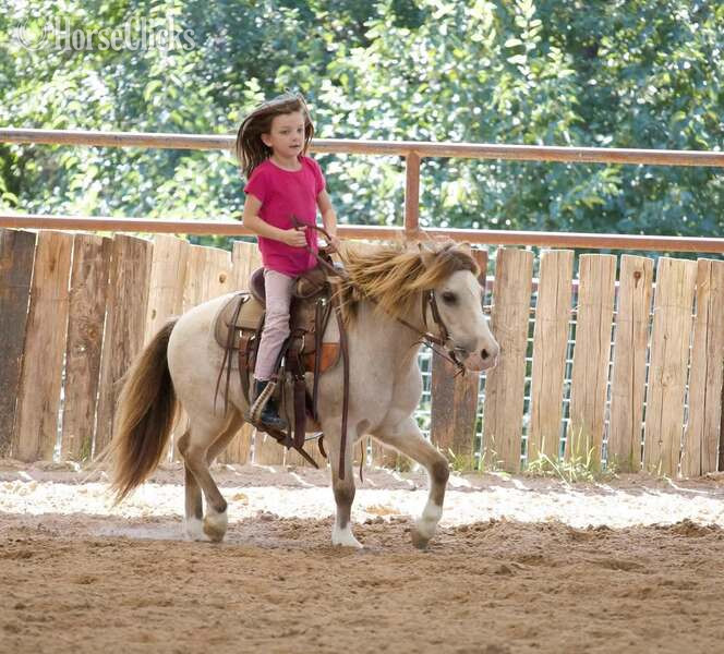 Texas "Frizz" Buckskin Gelding Pony