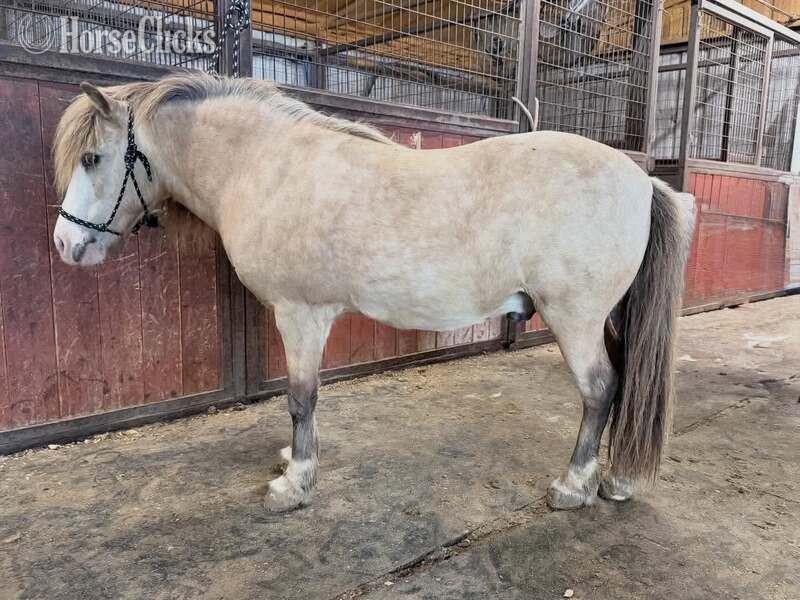 "Frizz" Buckskin Gelding Pony - Pony in Texas