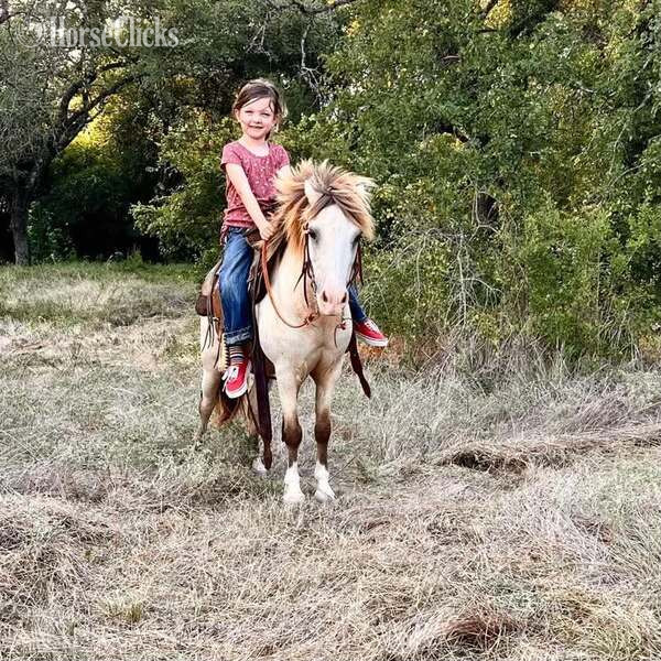 "Frizz" Buckskin Gelding Pony - Pony