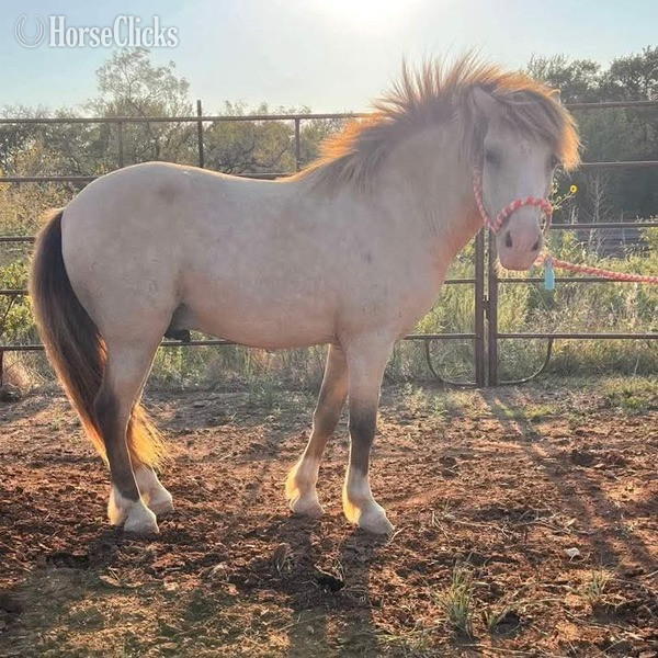 "Frizz" Buckskin Gelding Pony Texas