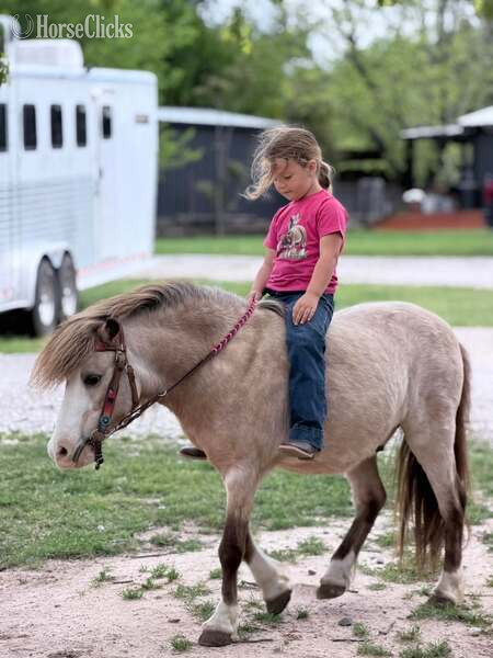Pony - "Frizz" Buckskin Gelding Pony in Texas