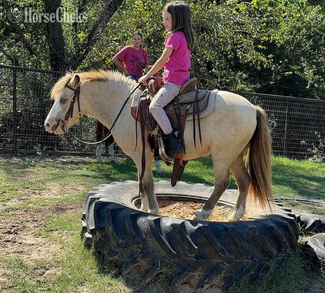 Pony - "Frizz" Buckskin Gelding Pony