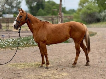 "" Palomino Mare Quarter Horse