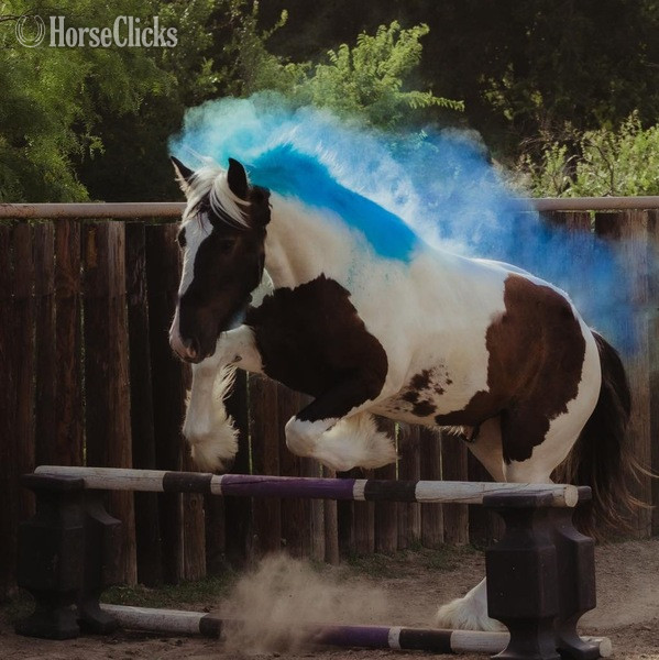 "Toker" Black Gelding Drum in Texas