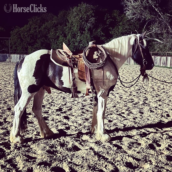 "Toker" Black Gelding Drum - Drum in Texas