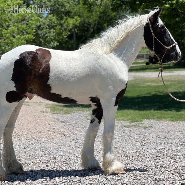"Toker" Black Gelding Drum - Drum