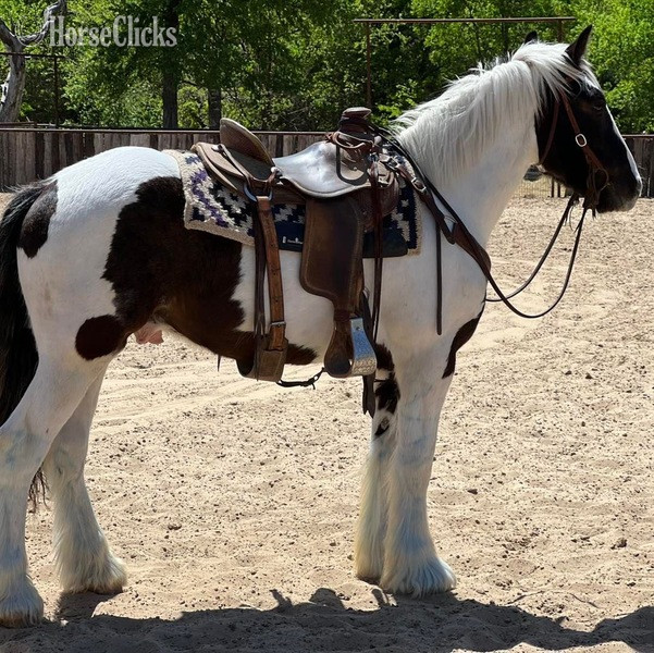"Toker" Black Gelding Drum Texas