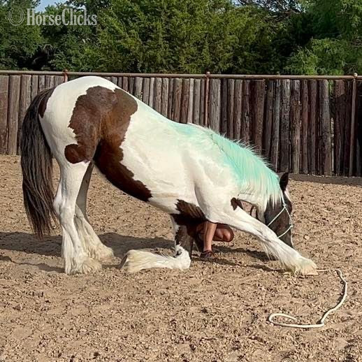 Drum - "Toker" Black Gelding Drum in Texas