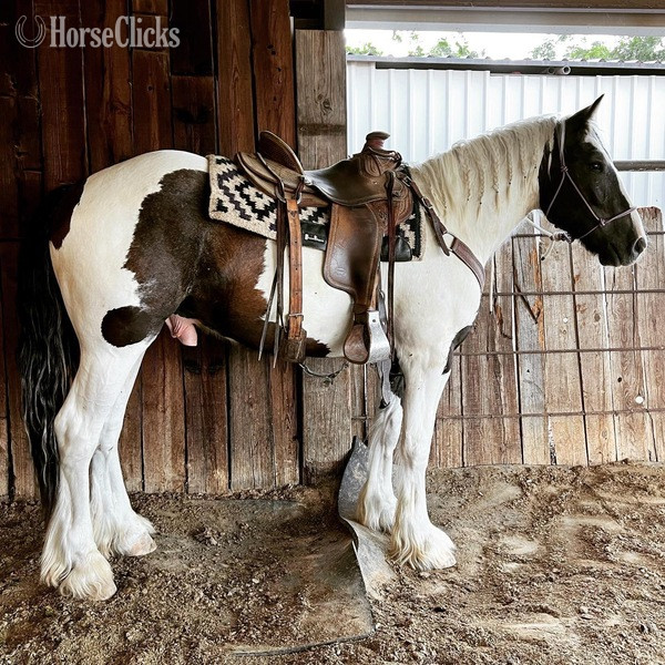 Drum - "Toker" Black Gelding Drum