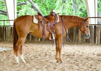 "Reebok" Sorrel Gelding Quarter Horse