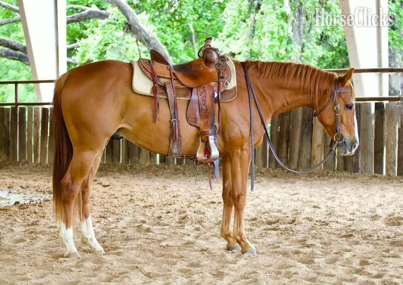 "Reebok" Sorrel Gelding Quarter Horse in Texas