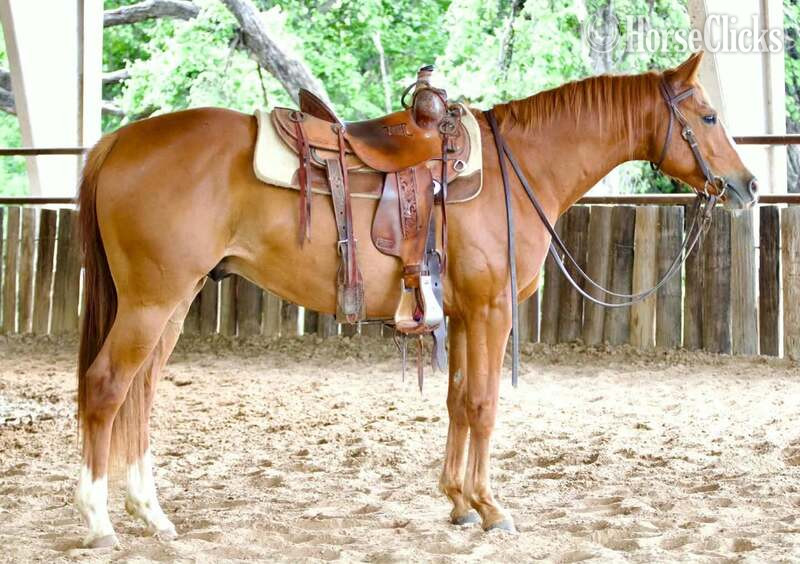 "Reebok" Sorrel Gelding Quarter Horse - Quarter Horse