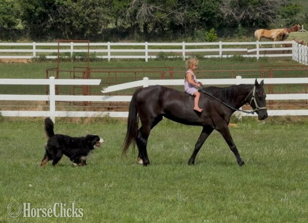 "" Black Mare Pony