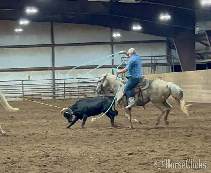"Milly" Palomino Mare Quarter Horse in Texas