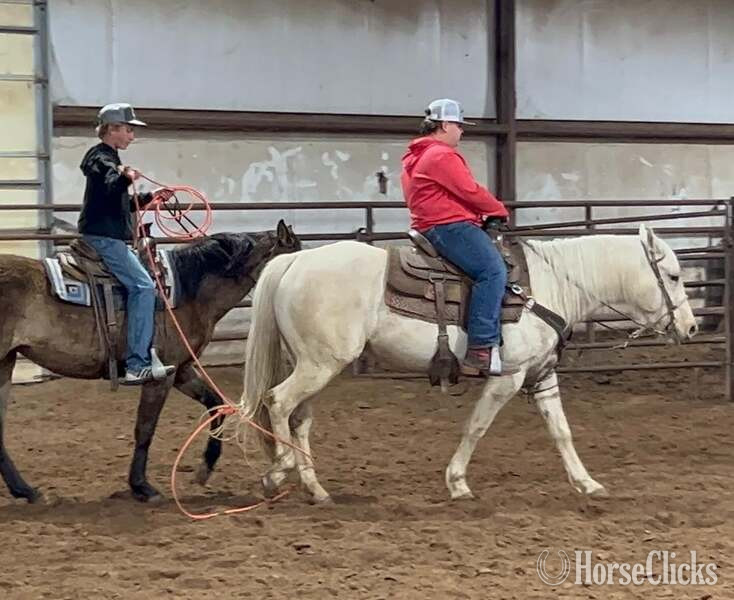"Milly" Palomino Mare Quarter Horse