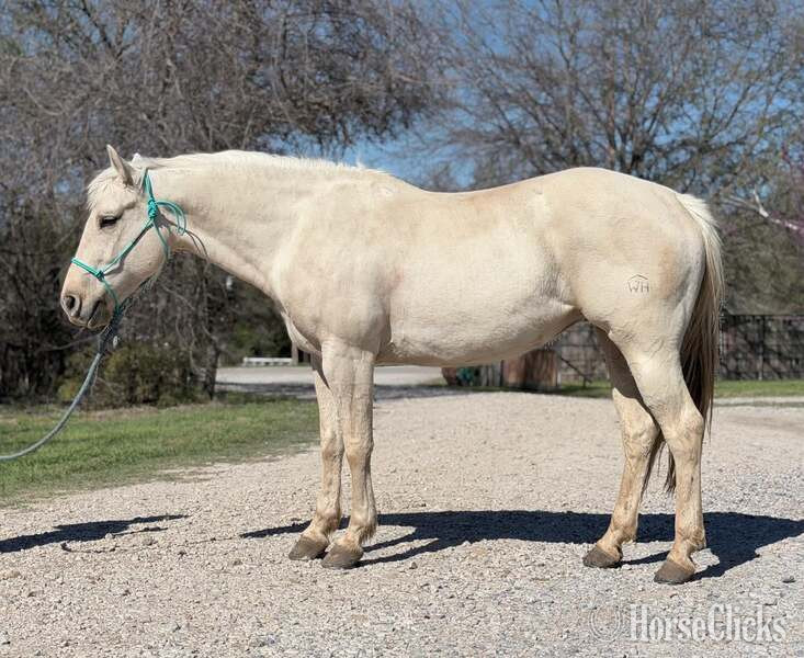 "Milly" Palomino Mare Quarter Horse - Quarter Horse