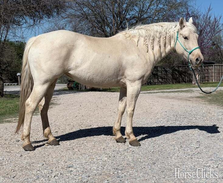 "Milly" Palomino Mare Quarter Horse Texas