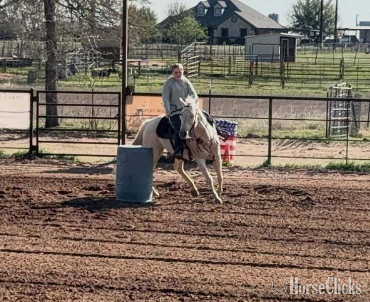 Quarter Horse - "Milly" Palomino Mare Quarter Horse