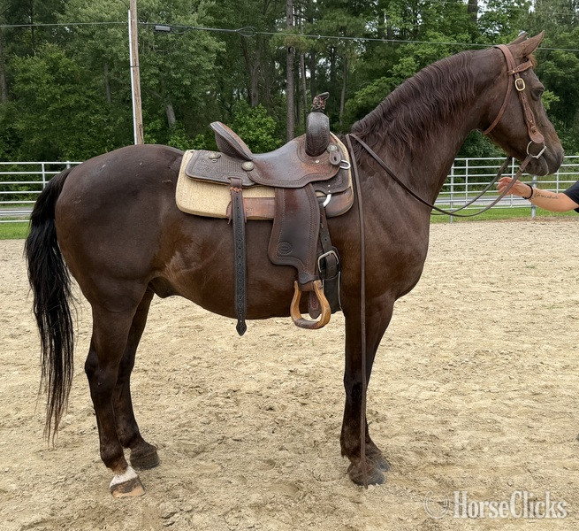 "Morgan" Sorrel Gelding Morgan - Morgan