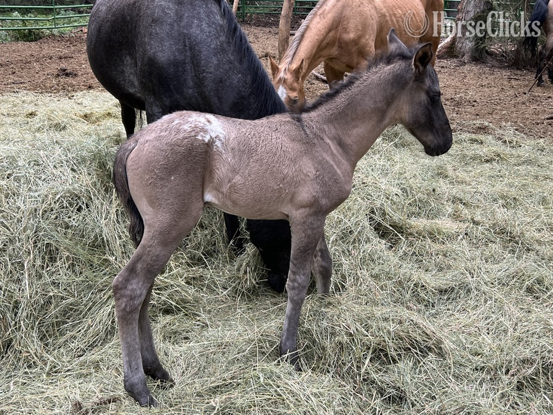 "Sunka Wakan " Grulla Colt Appaloosa in Montana
