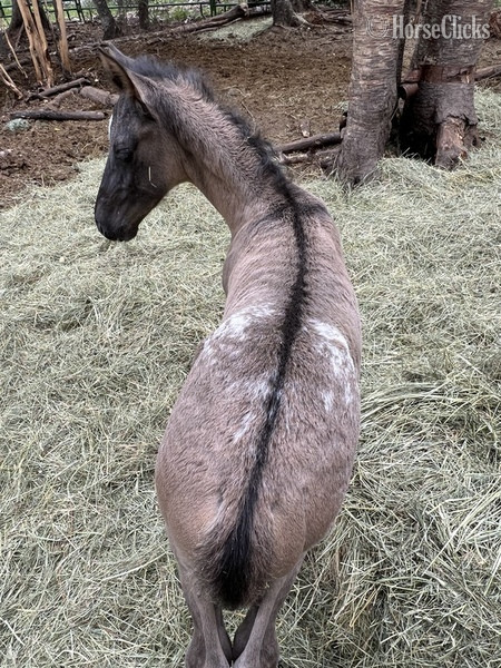 "Sunka Wakan " Grulla Colt Appaloosa