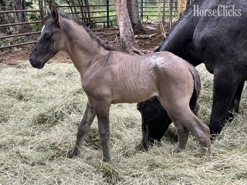 Montana "Sunka Wakan " Grulla Colt Appaloosa