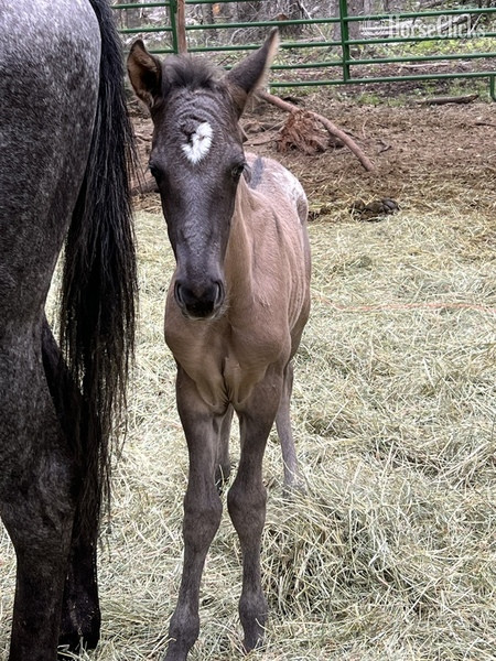 "Sunka Wakan " Grulla Colt Appaloosa - Appaloosa in Montana