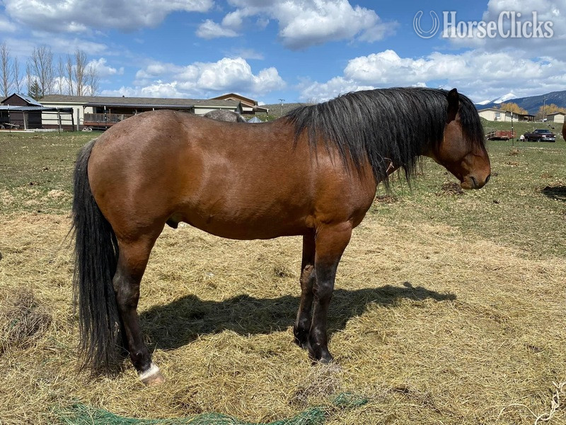 "Sunka Wakan " Grulla Colt Appaloosa - Appaloosa