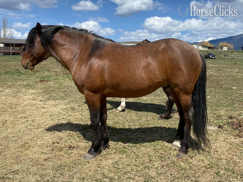 "Sunka Wakan " Grulla Colt Appaloosa Montana