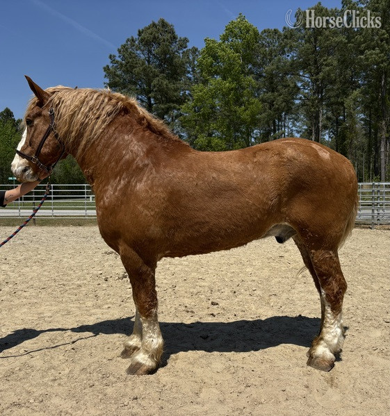 "Belgian" Sorrel Gelding Belgian in North Carolina