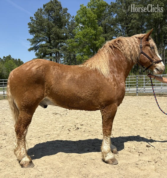 "Belgian" Sorrel Gelding Belgian