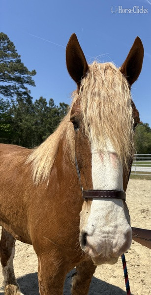 North Carolina "Belgian" Sorrel Gelding Belgian
