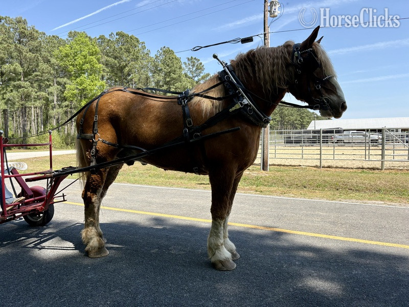 "Belgian" Sorrel Gelding Belgian - Belgian in North Carolina