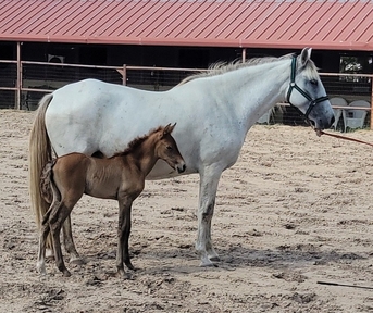 "Azteca gray filly 3/4 Andalusian; 1/" Grey Filly Andalusian