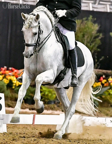 "Azteca gray filly 3/4 Andalusian; 1/" Grey Filly Andalusian