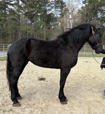"Mare" Black Mare Draft