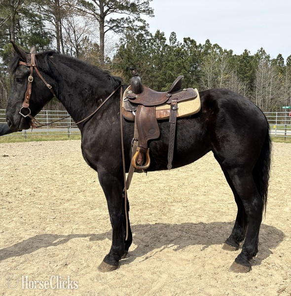 "Mare" Black Mare Draft - Draft in North Carolina