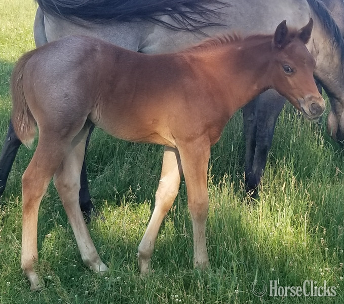 "Homozygous Red Roan filly" Red Roan Filly Quarter Horse in Iowa