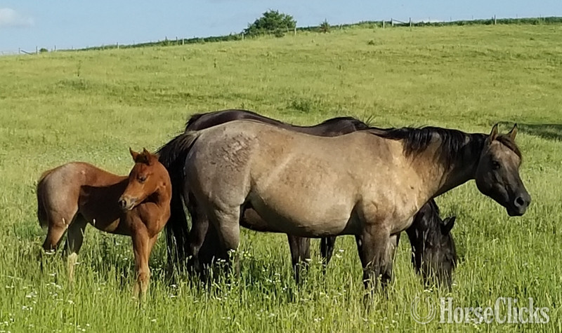 "Homozygous Red Roan filly" Red Roan Filly Quarter Horse