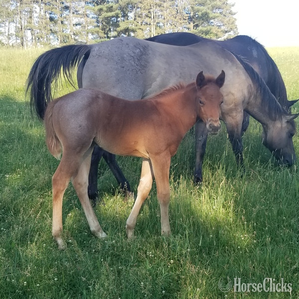 Iowa "Homozygous Red Roan filly" Red Roan Filly Quarter Horse
