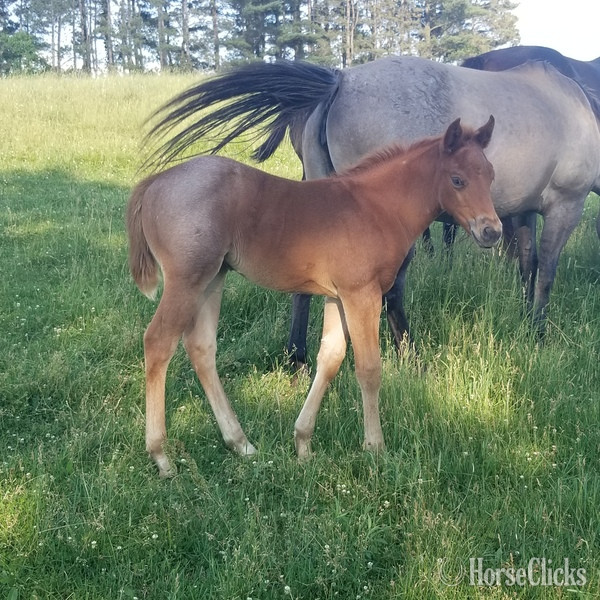 "Homozygous Red Roan filly" Red Roan Filly Quarter Horse - Quarter Horse in Iowa