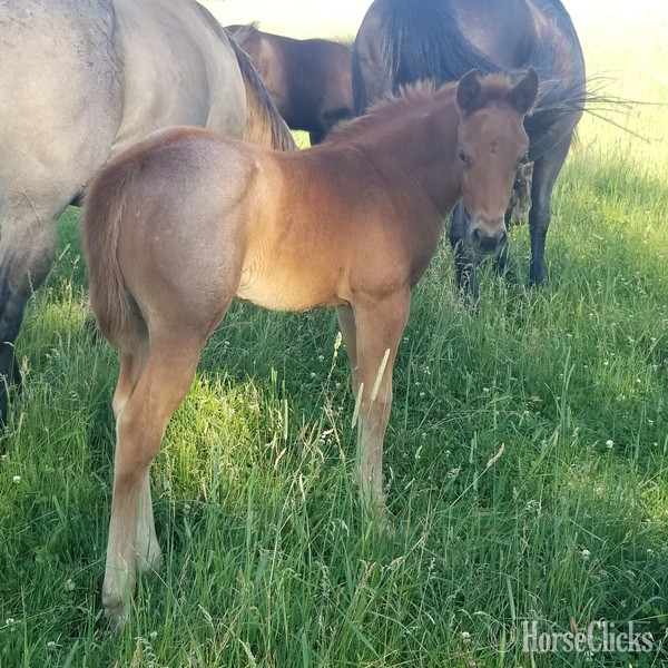 "Homozygous Red Roan filly" Red Roan Filly Quarter Horse - Quarter Horse