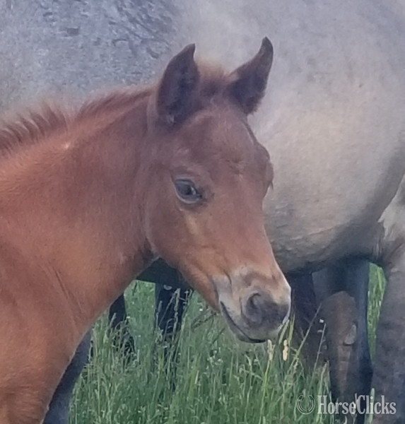 "Homozygous Red Roan filly" Red Roan Filly Quarter Horse Iowa