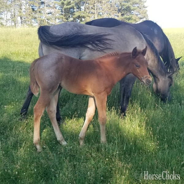 Quarter Horse - "Homozygous Red Roan filly" Red Roan Filly Quarter Horse in Iowa