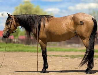 "" Buckskin Mare Quarter Horse