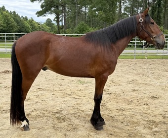 "Bay" Bay Gelding Quarter Horse